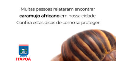 Dicas de prevenção e cuidados com o Caramujo Africano.