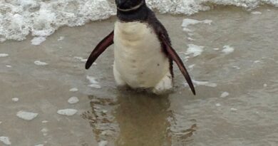 Pinguim na 3ª Pedra.